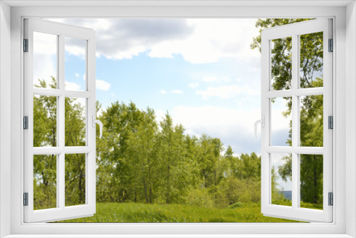 Fototapeta Naklejka Na Ścianę Okno 3D - Summer landscape with poplar trees.
Green grass and poplar. The sun is shining through the clouds.