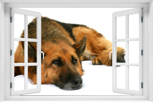 Fototapeta Naklejka Na Ścianę Okno 3D - chien berger allemand allongé