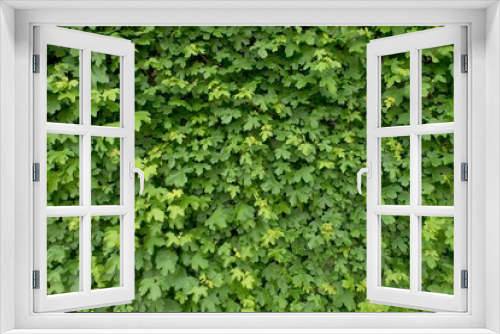 Fototapeta Naklejka Na Ścianę Okno 3D - Spring wall overgrown with fresh green ivy leaves. Natural fence