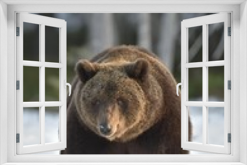 Fototapeta Naklejka Na Ścianę Okno 3D - Brown Bear (Ursus arctos) in spring forest.