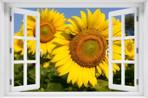 Fototapeta Naklejka Na Ścianę Okno 3D - Morning Sunflower - Korat, Nakhonratchasima Thailand