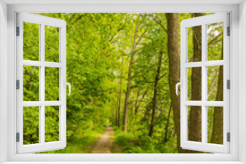 Fototapeta Naklejka Na Ścianę Okno 3D - Natur Bäume Wald Weg