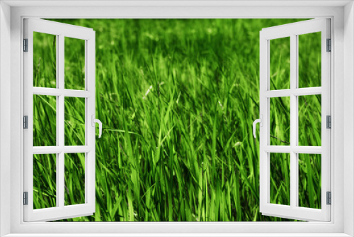 Fototapeta Naklejka Na Ścianę Okno 3D - Abstract natural backgrounds grass