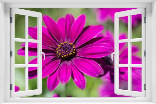 Fototapeta Naklejka Na Ścianę Okno 3D - デイジーの花