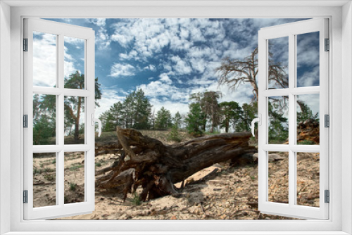 Fototapeta Naklejka Na Ścianę Okno 3D - Big dropped dead tree with big roots in pine forest