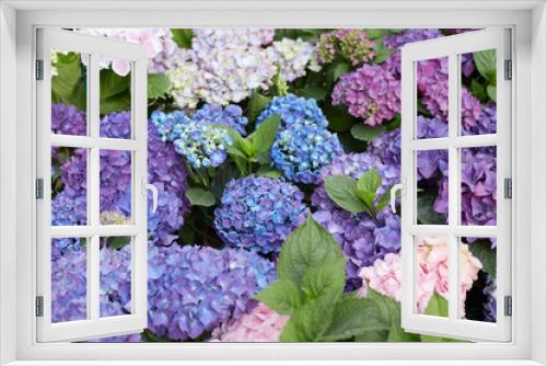 Fototapeta Naklejka Na Ścianę Okno 3D - Hydrangea flowers background in purple and blue, Hydrangea macro