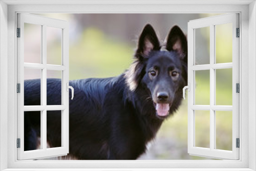 Fototapeta Naklejka Na Ścianę Okno 3D - Portrait of a black dog