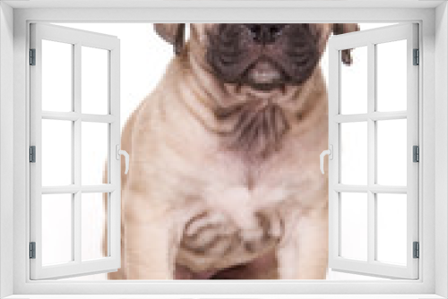 Fototapeta Naklejka Na Ścianę Okno 3D - Brown Cane Corso puppy dog (isolated on white)