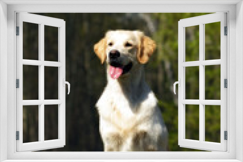 Fototapeta Naklejka Na Ścianę Okno 3D - happy dog Golden Retriever
