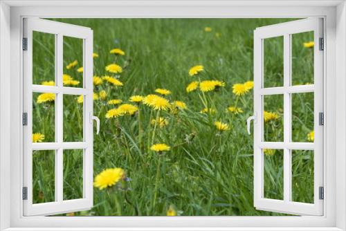 Fototapeta Naklejka Na Ścianę Okno 3D - Blooming yellow dandelions, summer field flowers