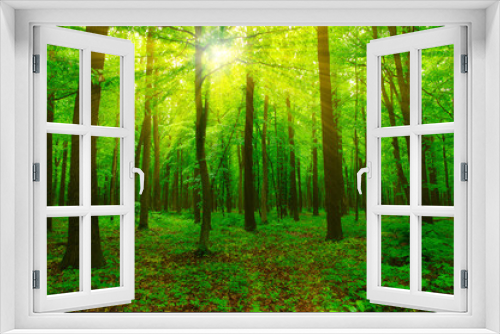 Fototapeta Naklejka Na Ścianę Okno 3D - Forest and sun
