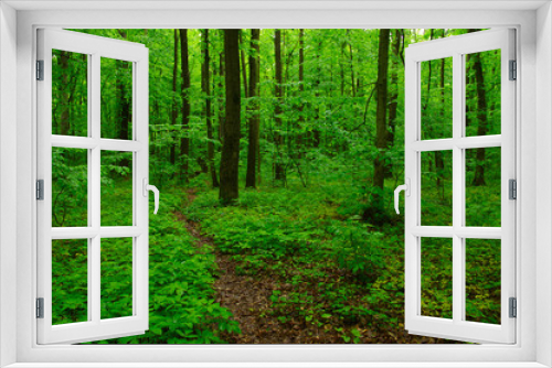 Fototapeta Naklejka Na Ścianę Okno 3D - green forest