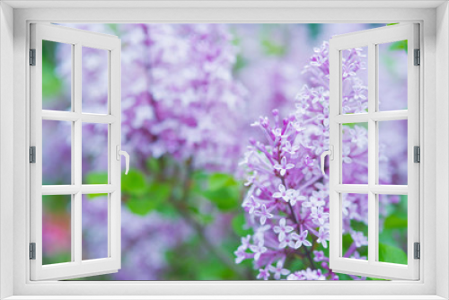 Fototapeta Naklejka Na Ścianę Okno 3D - Closeup blooming lilac bushes