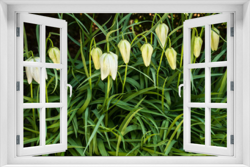Fototapeta Naklejka Na Ścianę Okno 3D - A white flower bells