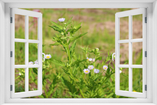 Fototapeta Naklejka Na Ścianę Okno 3D - 野に咲くヒメジョオンの花