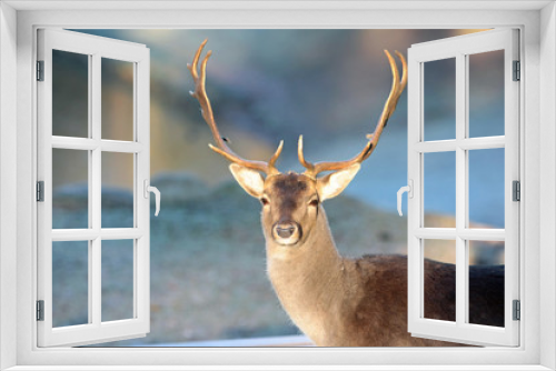 Fototapeta Naklejka Na Ścianę Okno 3D - Reh