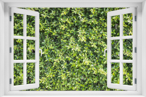 Fototapeta Naklejka Na Ścianę Okno 3D - Pattern green plant wall texture and background