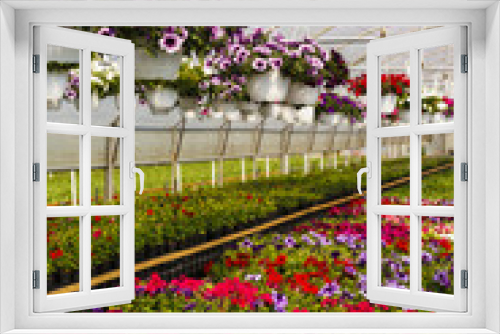 Fototapeta Naklejka Na Ścianę Okno 3D - Flowers in greenhouse in spring