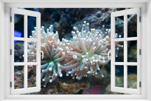 Fototapeta Naklejka Na Ścianę Okno 3D - Sea anemone