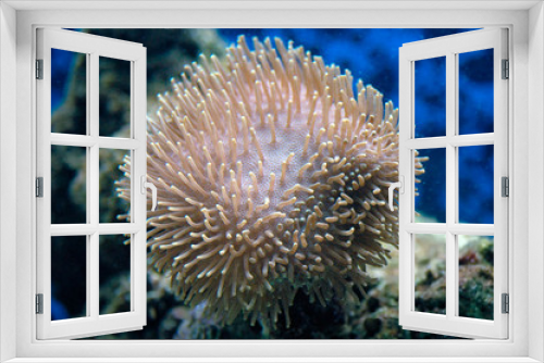 Fototapeta Naklejka Na Ścianę Okno 3D - Coral (Lobophyllia sp.)