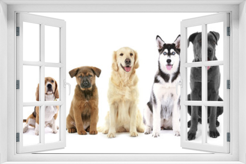 Fototapeta Naklejka Na Ścianę Okno 3D - Five sitting dogs in row, from small to large, isolated on white
