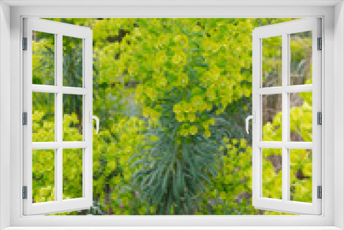 Fototapeta Naklejka Na Ścianę Okno 3D - Euphorbe - plante