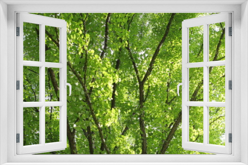 Fototapeta Naklejka Na Ścianę Okno 3D - 新緑のカツラの木