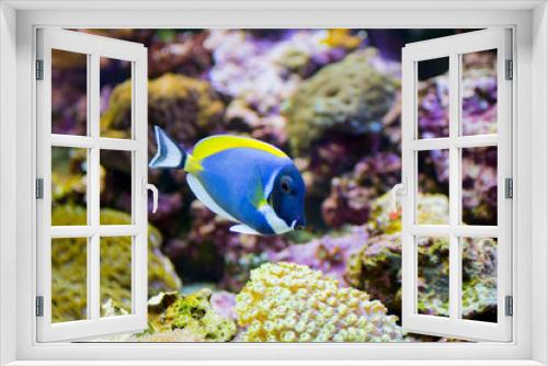 Fototapeta Naklejka Na Ścianę Okno 3D - Powder Blue Tang fish in aquarium