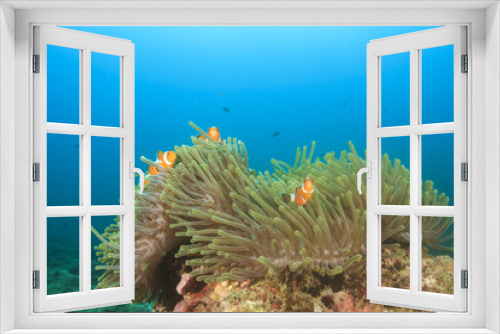 Fototapeta Naklejka Na Ścianę Okno 3D - Fish and coral reef underwater in Indian Ocean, Thailand