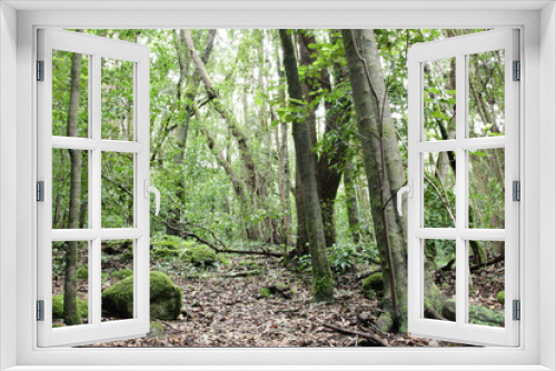 Fototapeta Naklejka Na Ścianę Okno 3D - Urwald Bäume Regenwald Wald La Gomera Kanarische Inseln 