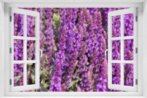 Fototapeta Naklejka Na Ścianę Okno 3D - Salvia Blumen Blüten lila violett