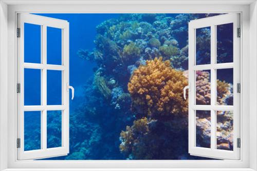 Fototapeta Naklejka Na Ścianę Okno 3D - coral reef