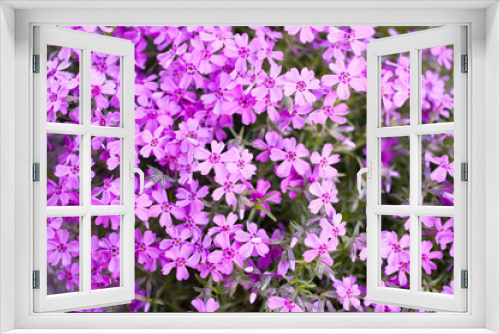 Fototapeta Naklejka Na Ścianę Okno 3D - Pink or purple small flowers. Aubrieta cultorum. vegetable background, texture