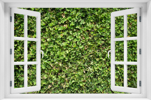 Fototapeta Naklejka Na Ścianę Okno 3D - Green grass background