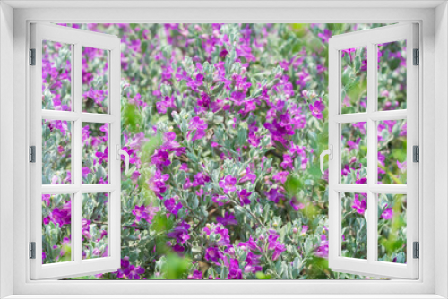 Fototapeta Naklejka Na Ścianę Okno 3D - Plant flower pink background