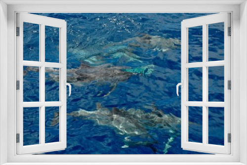 Fototapeta Naklejka Na Ścianę Okno 3D - Delfine schwimmen unter der tiefblauen Wasseroberfläche des atlantischen Ozeans - Meeres, vor der Küste von La Gomera, Kanarische Inseln, Spanien