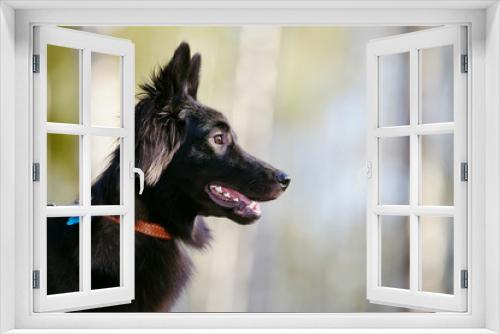 Fototapeta Naklejka Na Ścianę Okno 3D - Portrait of a black domestic dog