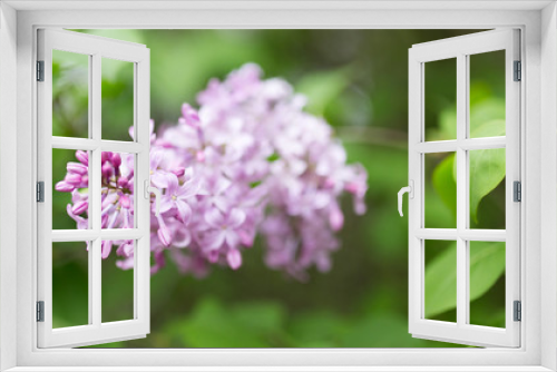 Fototapeta Naklejka Na Ścianę Okno 3D - beautiful lilac flowers in nature
