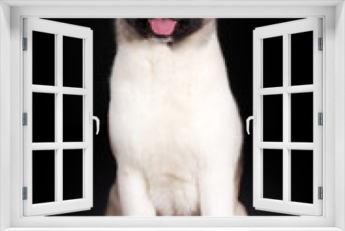 Fototapeta Naklejka Na Ścianę Okno 3D - cheerful dog breed Akita inu