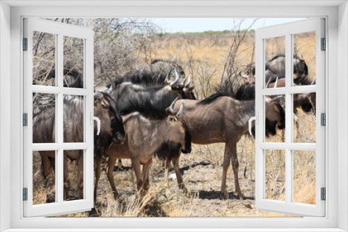 Fototapeta Naklejka Na Ścianę Okno 3D - animals' wildlife in Namibia, Africa