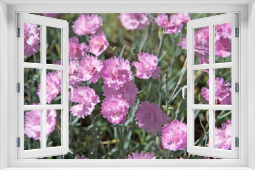 Fototapeta Naklejka Na Ścianę Okno 3D - Nelken, Grasnelken, pink