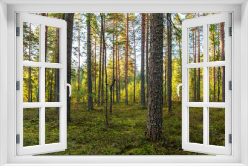 Fototapeta Naklejka Na Ścianę Okno 3D - sunny coniferous forest