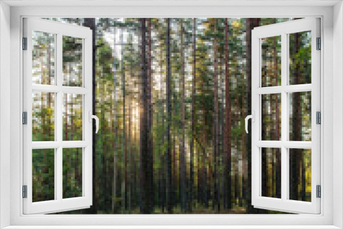 Fototapeta Naklejka Na Ścianę Okno 3D - coniferous forest in early autumn