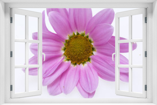 Fototapeta Naklejka Na Ścianę Okno 3D - young pink chrysanthemum flower isolated on white