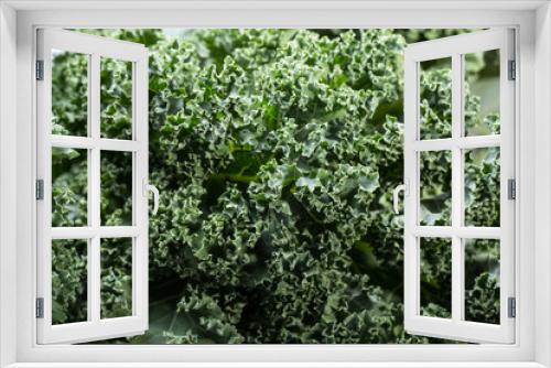 Fototapeta Naklejka Na Ścianę Okno 3D - A healthy fresh curly kale