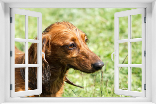 Fototapeta Naklejka Na Ścianę Okno 3D - Ginger dachshund sitting in the middle of green grass.