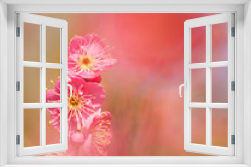 Fototapeta Naklejka Na Ścianę Okno 3D - 梅の花