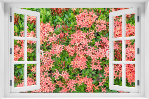 Fototapeta Naklejka Na Ścianę Okno 3D - Select focus of red ixora flower, Red Rubiaceae flower