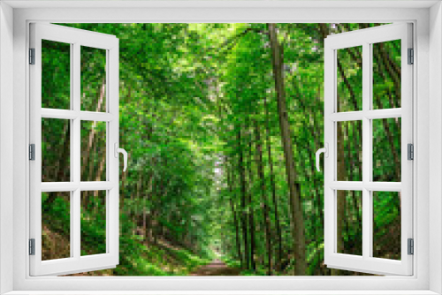 Fototapeta Naklejka Na Ścianę Okno 3D - Enchanted forest path