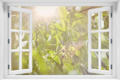 Fototapeta Naklejka Na Ścianę Okno 3D - sun rays in leaves